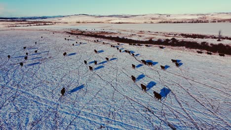 Cow-cattle-herd-walking-on-field-in-winter-on-snow