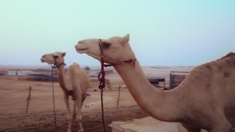 Toma-De-Seguimiento-De-Steadicam-De-Un-Camello-Durante-Una-Puesta-De-Sol-épica,-Orbitando-Alrededor-De-Un-Camello-Parado-En-El-Desierto-De-Los-Emiratos-árabes-Unidos,-Junto-Con-Abu-Dhabi
