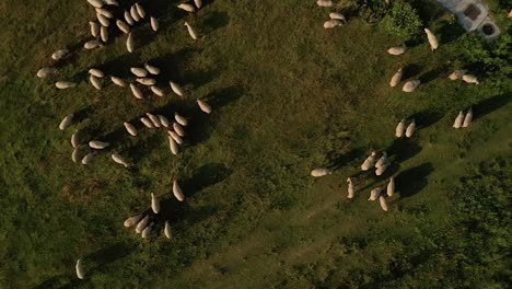 Aerial-view-of-hundreds-of-white-sheep-grazing-on-a-meadow-with-the-shepherd-walking-by-with-a-dog