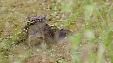 Der-Entzückende-Capybara-Verharrt-Still-Und-Halb-Unter-Sumpfigem-Wasser,-Schläft-Im-Sumpf-Und-Kühlt-Sich-Ab,-Während-Er-Ab-Und-Zu-Mit-Den-Ohren-Schlägt,-Um-Insekten-Davon-Abzuhalten,-Auf-Seinem-Kopf-Zu-Landen