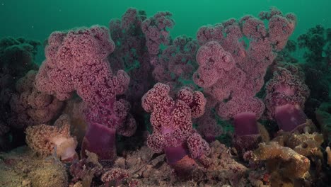 Purple-soft-corals-on-ocean-sea-floor-on-tropical-coral-reef
