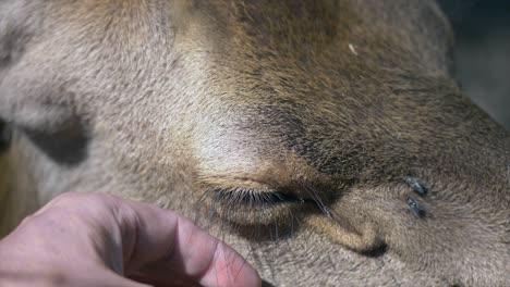 Close-up-shot-of-male-person-stroking-head-of-cute-Young-Deer-during-sunny-day-in-nature