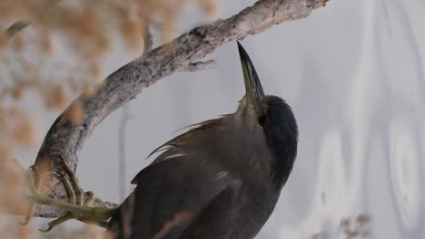 Vertical-closeup-shot-of-a-young-Black-Crowned-Heron