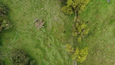 Drone-shot-of-a-cow-on-a-hill