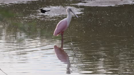 Roseate-spoonbill-stands-next-to-crow-in-shallow-water