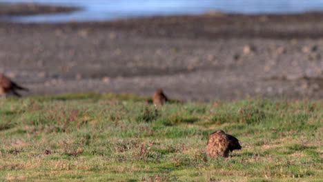 Chimango-Caracara-Bird-Sitting-On-Grassland-At-Chiloe-Island-Chile