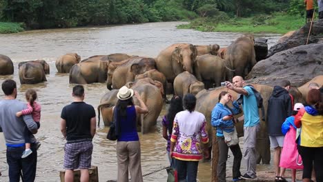 Group-of-foreign-tourist-watching-and-taking-photos-of-a-herd-of-elephants-taking-bath-in-the-river-water-in-the-Pinnawala-Elephant-Orphanage,-Sabaragamuwa-Province-of-Sri-Lanka,-Dec-2014
