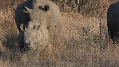 Familia-De-Rinocerontes-Blancos-En-Los-Pastos-De-La-Sabana-Africana