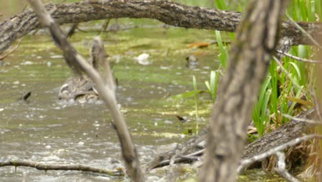 Enten-Kämpfen-Und-Spielen-In-Einem-Schmutzigen-Braunen-Teich-In-Der-Natur