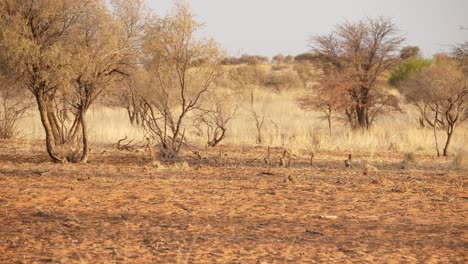 Slow-motion-shot-of-a-mob-of-meerkats-running-across-the-red-desert,-Kalahari