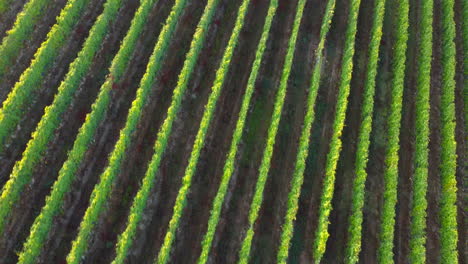 Vineyard-farm-agriculture-field-aerial-view