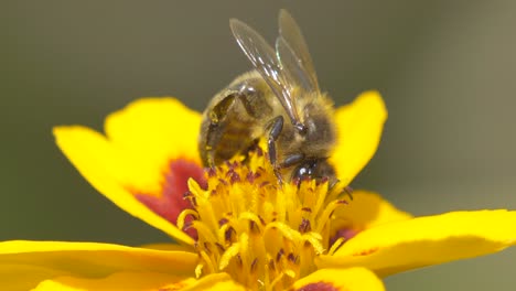Extreme-detail-shot-of-wild-Honeybee-sucking-nectar-of-Petal-and-flying-away
