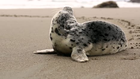 Close-up-of-adorable-spooted-seal-earless-true-baby-alone-in-the-beach,-young-Phoca-largha-common-harbor-seal