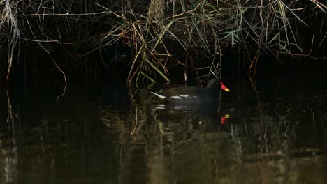 Moorhen-wandering-around-the-wild-bushes-at-the-lake-for-food