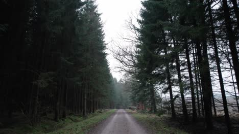 Standpunkt-Beim-Spaziergang-Auf-Einem-Waldweg-In-Einem-Dunklen-Wald---Dolly-Im-Bild