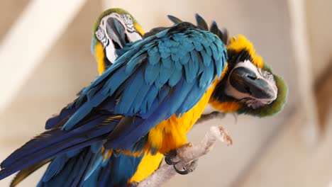 two-blue-and-gold-macaws-perched-on-a-tall-stem,-molting-and-helping-each-other