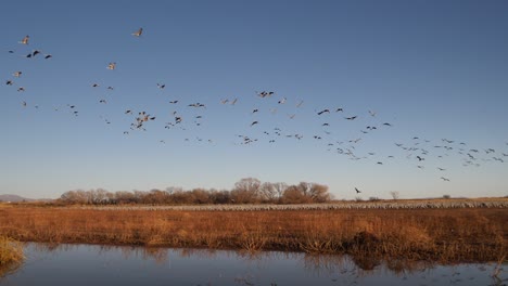 Swarm-of-sandhill-cranes-fly-in-slow-motion-overhead