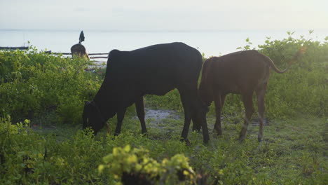 Cows-grazing-on-grass-and-weed-in-seaside-meadow,-Zanzibar,-Africa