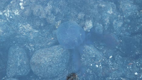 Small-jellyfish-in-shallow-water-Pelagia-noctiluca