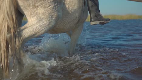 White-horse-with-rider-walks-across-shallow-waters,-slow-motion