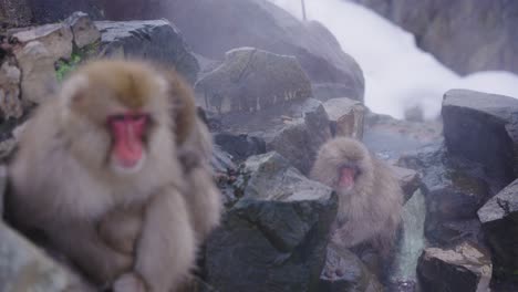 Japanese-Macaques,-Relaxing-in-Jigokudani-Hot-Springs,-Rack-Focus-Close-Up