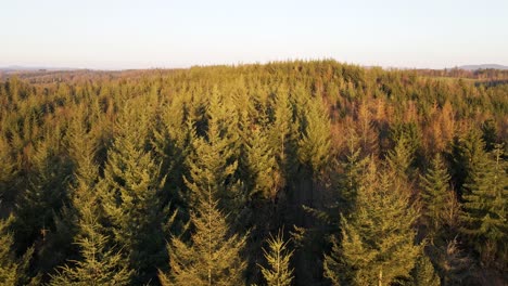Endless-pine-tree-forests-at-sunset-in-Germany