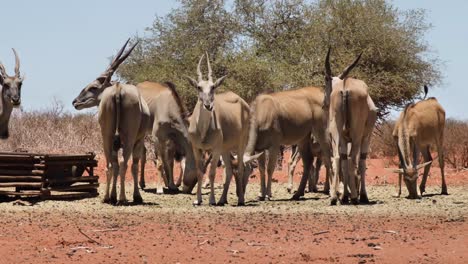 Some-antelopes-standing-and-eating-at-a-feeding-station