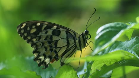 insect-hd-video,-butterfly-perched-on-a-leaves-in-the-bushes