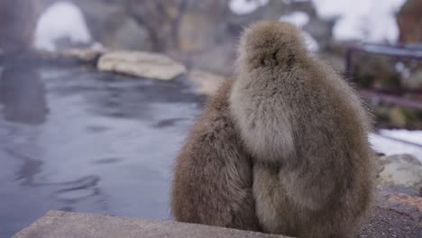 Japanese-Macaque-Family-Huddle-Together-in-Cold-Winter,-Jigokudani,-Nagano