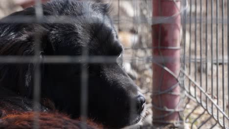 Schwarzer-Hund-In-Seinem-Käfig,-Der-Mit-Traurigen-Augen-In-Die-Kamera-Blickt