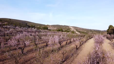 Blooming-trees-in-an-almond-orchard-at-sunset---shot-revealing-a-field-between-hills-with-a-blue-sky-in-the-background