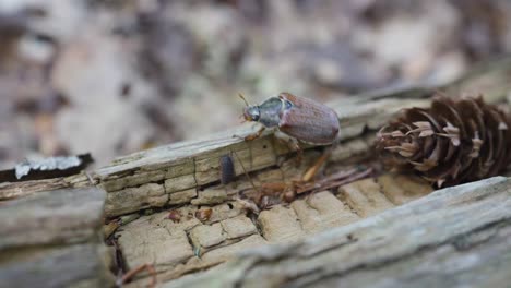 Macro-video-of-a-brown-beetle-walking-on-a-wooden-log-in-slow-motion