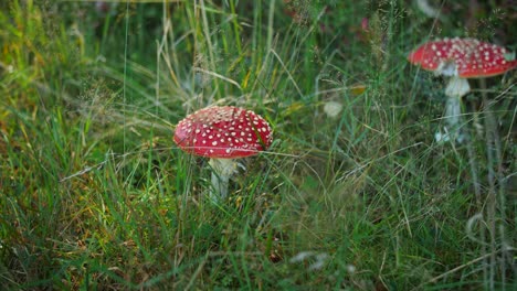 The-fly-agaric-mushroom-of-fairy-tales,-pair-of-red-white-dotted-fungus-in-wild-green-meadows