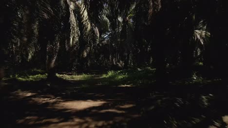 Fast-drone-flight-through-a-dark,-tropical-palm-tree-forest