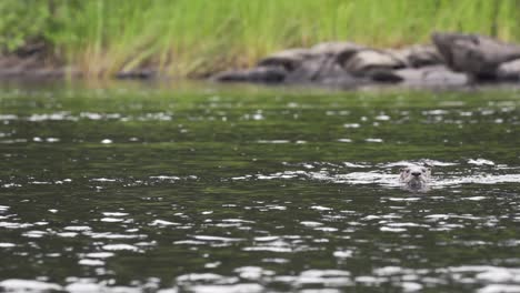 River-otter-coming-in-and-out-of-water