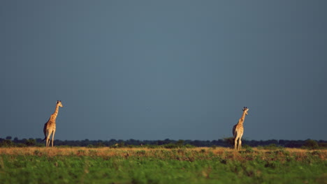 Fixed-wide-shot-of-two-giraffes-walking-away-from-the-camera-in-Central-Kalahari-Game-Reserve-in-Botswana-Southern-Africa