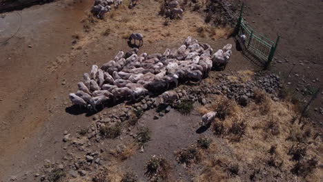 Aerial-view-over-a-flock-of-sheep-on-a-farm