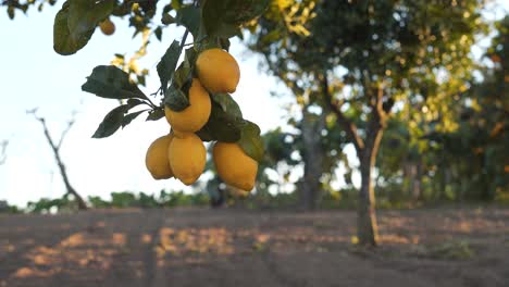 Zitronenbaumzweig-Mit-Fünf-Gelben-Zitronen,-Die-Im-Wind-Zittern
