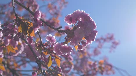 Rosa-Kirschblüten-Hängen-Von-Einem-Baum-Herab-Und-Wehen-Im-Wind-An-Einem-Wunderschönen,-Strahlend-Blauen-Tag-In-Vancouver,-BC.-Licht-Flackert-Durch-Mehl,-Mitteldicht-Und-Schaut-Nach-Oben,-Stabilisierte-Umlaufbahn