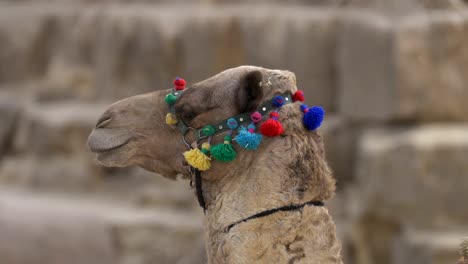 a-camel-face-beside-the-pyramids-of-Egypt