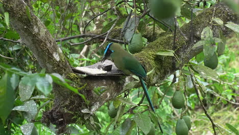 Colourful-Highland-Motmot-at-bird-feeder-in-Avocado-Tree-in-Peru