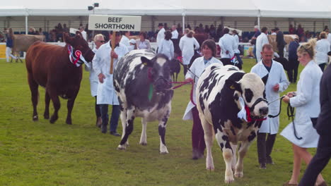 The-Royal-Cornwall-Show-2022-with-Cattle-Being-Walked-Competing-at-an-Event-in-Wadebridge,-England