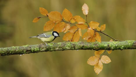 Great-tit-bird-flying-on-and-flying-off-a-branch-in-a-forest