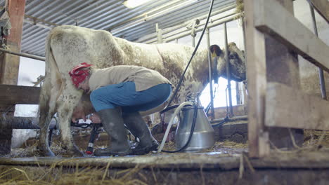 The-milkmaid-attaches-the-suckers-to-the-teats-to-start-milking,-rural-Sweden