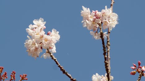 Baumblüte-Mit-Wegfliegender-Hummel-Und-Blauem-Himmel