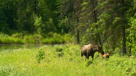 Moose-with-calf-grazing-near-Fairbanks,-Alaska