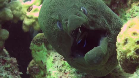 Super-close-up-of-Giant-Moray-eel-getting-cleaned-by-cleaner-fish