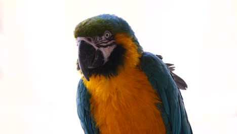 Portrait-shot-of-Blue-and-Yellow-Macaw-outdoors-against-bright-sky-in-nature---close-up-shot