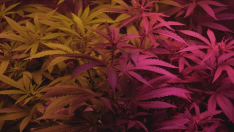 full-spectrum-lighting-in-a-home-medical-marijuana-grow-tent-green-and-purple-plants-blowing-in-wind-panning-to-left