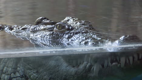 Nahaufnahme-Eines-Wilden-Krokodils,-Das-Sich-Auf-Der-Wasseroberfläche-In-Klarem-Wasser-Entspannt-Und-Die-Kamera-Mit-Gefährlichen-Augen-Beobachtet---Körpertauchen-Unter-Wasser-An-Einem-Sonnigen-Tag-Im-Zoo---Prores-4k